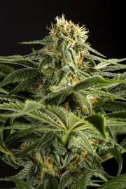 California Hash Plant – DinaFem Seeds – Feminizowane
