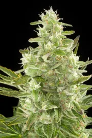 Critical + Auto – DinaFem Seeds – Autoflowering