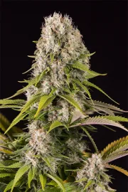 Diesel – DinaFem Seeds – Feminizowane