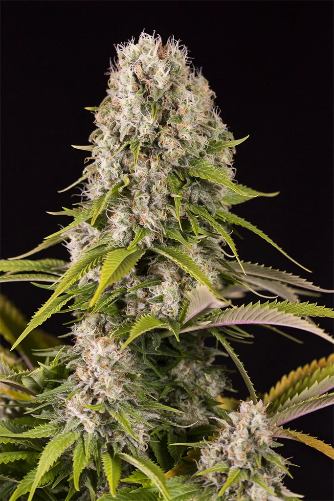 Diesel – DinaFem Seeds – Feminizowane