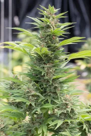 Diesel – DinaFem Seeds – Feminizowane