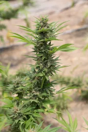Diesel – DinaFem Seeds – Feminizowane