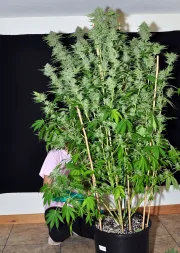 DinaChem – DinaFem Seeds – Feminizowane