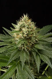 DinaChem – DinaFem Seeds – Feminizowane