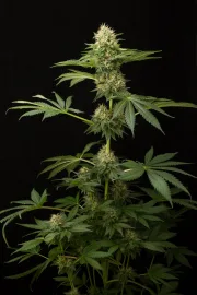 DinaChem – DinaFem Seeds – Feminizowane