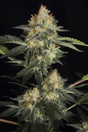 DinaChem – DinaFem Seeds – Feminizowane