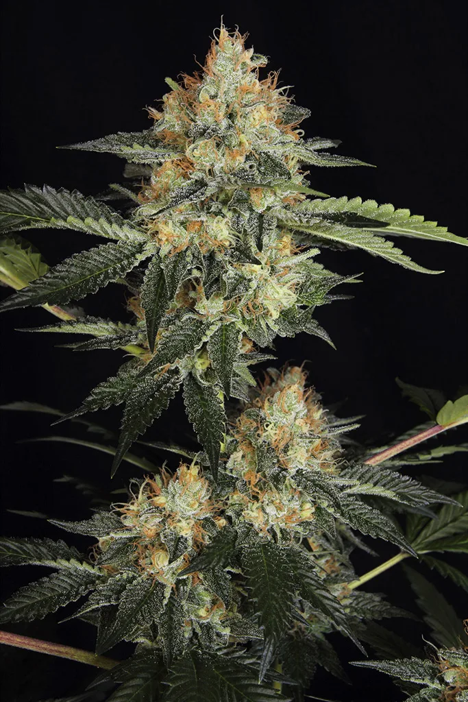DinaChem – DinaFem Seeds – Feminizowane