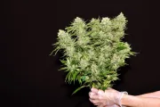 DinaChem – DinaFem Seeds – Feminizowane