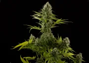 Industrial Plant – DinaFem Seeds – Feminizowane