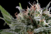 Industrial Plant – DinaFem Seeds – Feminizowane