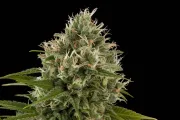 Industrial Plant – DinaFem Seeds – Feminizowane