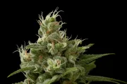 Industrial Plant – DinaFem Seeds – Feminizowane