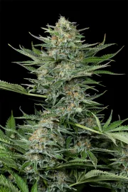 Industrial Plant – DinaFem Seeds – Feminizowane