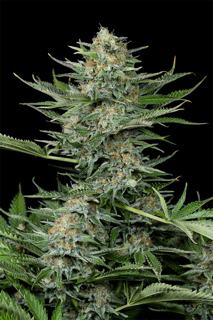 Industrial Plant – DinaFem Seeds – Feminizowane
