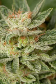 Moby Dick – DinaFem Seeds – Feminizowane