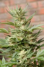 Moby Dick – DinaFem Seeds – Feminizowane