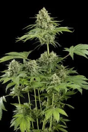 Moby Dick – DinaFem Seeds – Feminizowane