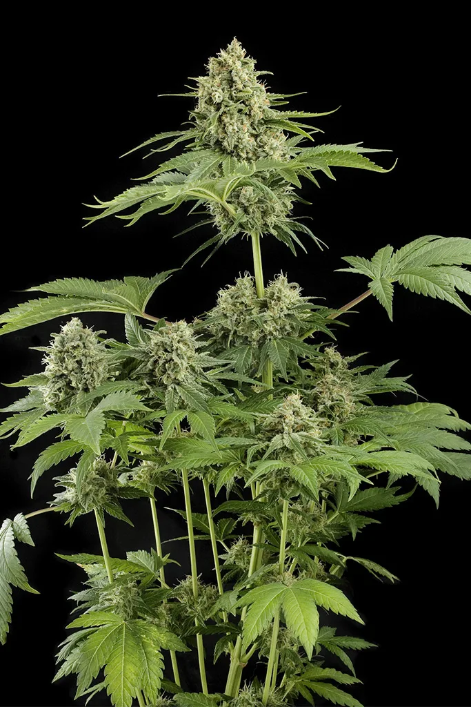 Moby Dick – DinaFem Seeds – Feminizowane