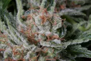 Moby Dick – DinaFem Seeds – Feminizowane