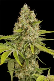 OG Kush – DinaFem Seeds – Feminizowane