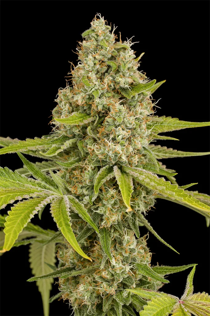 OG Kush – DinaFem Seeds – Feminizowane