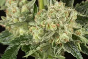 OG Kush – DinaFem Seeds – Feminizowane