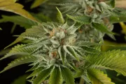 OG Kush – DinaFem Seeds – Feminizowane