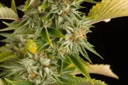 OG Kush – DinaFem Seeds – Feminizowane