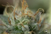Remo Chemo – DinaFem Seeds – Feminizowane