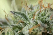 Remo Chemo – DinaFem Seeds – Feminizowane