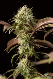 Remo Chemo – DinaFem Seeds – Feminizowane