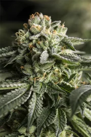 Remo Chemo – DinaFem Seeds – Feminizowane