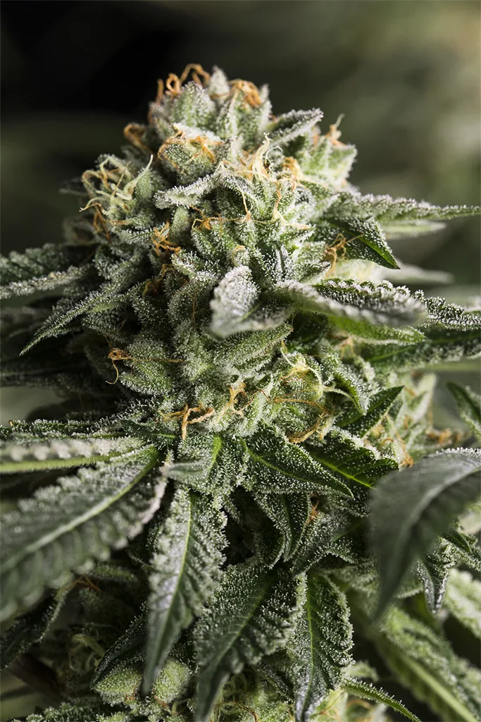 Remo Chemo – DinaFem Seeds – Feminizowane