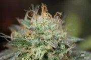 Remo Chemo – DinaFem Seeds – Feminizowane