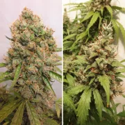 Auto Critical Orange Punch