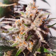 Auto Colorado Cookies