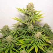 Auto Colorado Cookies