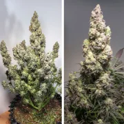 Auto Colorado Cookies