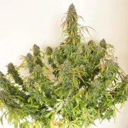 Auto Daiquiri Lime