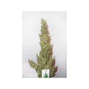 Auto Durban Poison – Dutch Passion – Autoflowering