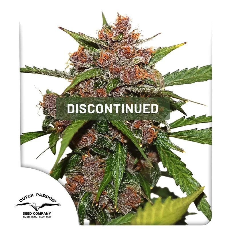Auto Frisian Dew – Dutch Passion – Autoflowering