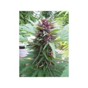 Auto Frisian Dew – Dutch Passion – Autoflowering