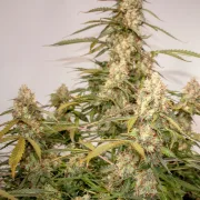 Auto Night Queen