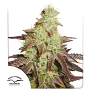 Auto Night Queen – Dutch Passion – Autoflowering