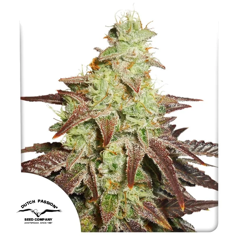 Auto Night Queen – Dutch Passion – Autoflowering
