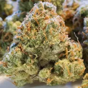 Auto Night Queen