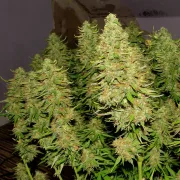 Blue Auto Mazar