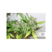 CBD Auto Compassion Lime – Dutch Passion – Autoflowering