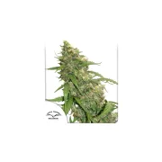 CBD Auto Compassion Lime – Dutch Passion – Autoflowering