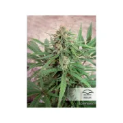 CBD ComPassion – Dutch Passion – Feminizowane